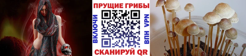 Купить  Полярные Зори  Псилоцибиновые грибы Psilocybe 